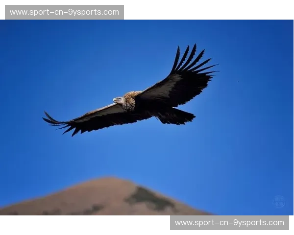 意志的铁律与赤道的狂想：当德国战车撞上高原雄鹰